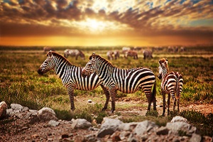 Fingerspitzengefühl bei Naturfotografie: Zebras in der Wildnis Fingerspitzengefühl bei Naturfotografie: Zebras in der Wildnis
