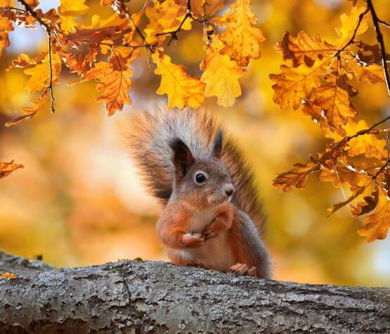 Tierfotografie Wald Tierfotografie Wald
