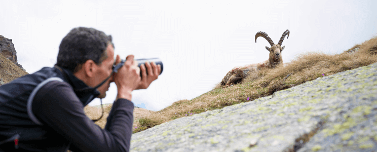 Mann fotografiert Ziege aus Froschperspektive Mann fotografiert Ziege aus Froschperspektive